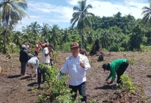 DKPP Talaud Salurkan Bantuan Hortikultura untuk Tingkatkan Ekonomi Petani