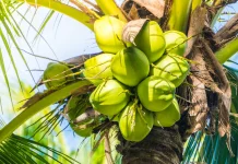 Hari Kelapa Sedunia, Kenali Sejarah dan Manfaatnya