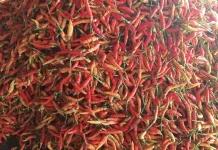 Harga Cabai di Pasar Melonguane Kembali Naik Capai Rp140 Ribu per Kilogram