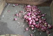 Harga Bawang Merah di Pasar Melonguane Naik Kepulauan Talaud – Harga