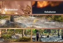 Kebakaran Lahan di Kebun Limona Desa Miangas Berhasil Dipadamkan