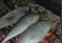 Manfaat Konsumsi Ikan Pasir Putih, Protein Baik untuk Tubuh