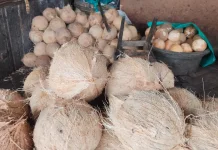 Menyegarkan dan Kaya Manfaat, Kelapa Cukur Jadi Pilihan Favorit Masyarakat