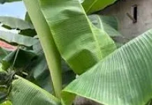 Manfaat Daun Pisang, Bukan Sekadar Pembungkus Makanan