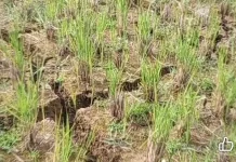 Musim Kemarau, 48 Hektare Sawah di Ambela Gagal Panen