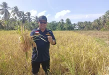 Pemkab Talaud Pastikan Stok Pangan Aman di tengah Ancaman Gagal Panen