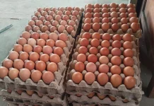 Harga Telur Ayam di Talaud Naik Menjadi Rp70 Ribu per Rak