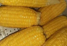 Manfaat Makan Jagung Rebus, Sederhana tetapi Kaya Nutrisi