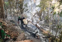 Kebakaran Hanguskan Setengah Hektare Lahan Kebun Tadawa Desa Peret