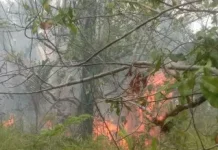 Kebakaran Hanguskan Dua Hektare Lahan di Desa Niampak dan Niampak Utara