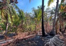 Kebun Langgir Desa Awit Selatan Terbakar, Kerugian Capai 20 Juta Rupiah