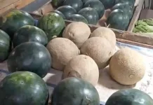 Harga Semangka Mengalami Penurunan di Pasar Lirung