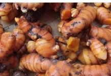 Ternyata, Kunyit Bisa Dibuat Minuman Herbal untuk Kesehatan