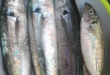 Manfaat Ikan Malalugis, Sumber Protein dan Omega-3 bagi Tubuh