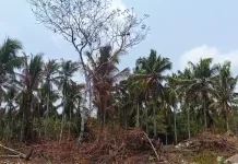 Kemarau Pengaruhi Tanaman Andalan Masyarakat Talaud Mulai Mengering