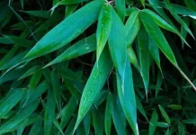 Manfaat Daun Bambu yang Jarang Diketahui Masyarakat