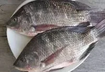 Manfaat Ikan Mujair, Sumber Protein Baik untuk Tubuh