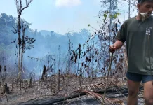 Breaking News: Kebakaran Lahap 7 Hektare Lahan di Beo Selatan