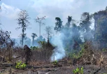Kebakaran Hutan dan Lahan Seluas 7 Hektar Melanda Beo Selatan