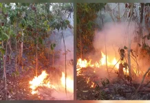 Api Kembali Membara, 19 Ha Lahan Perkebunan di Damau Terbakar