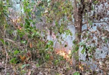 Kebakaran Hanguskan 10 Hektare Lahan di Desa Daran Talaud