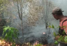 Kebakaran Lahan Meluas di Gemeh, Warga Padamkan Api dengan Peralatan Seadanya