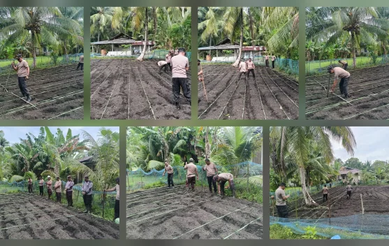 Polsek Nanusa Tanam Jagung Dukung Swasembada Pangan