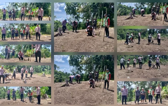 Polsek Melonguane Tanam Jagung Dukung Swasembada Pangan 2026