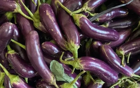 Cegah Anemia Dengan Kosumsi Terong