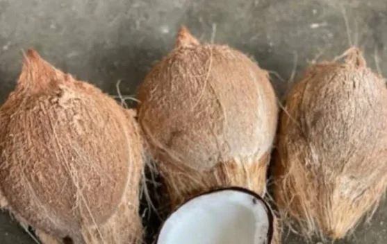 Kelapa Tua Bisa Menjadi Sumber Lemak Sehat untuk Jantung