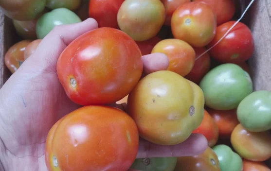 Tomat Turun, Bumbu Dapur Lain Masih Tinggi di Talaud