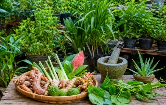 Apotek Hidup, Solusi Kesehatan Alami dari Pekarangan Rumah