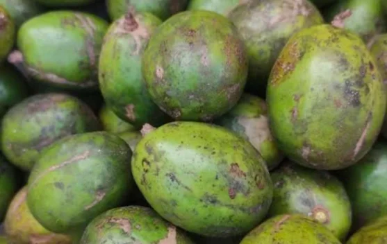 Buah Kedondong, Camilan Segar yang Kaya Manfaat untuk Kesehatan