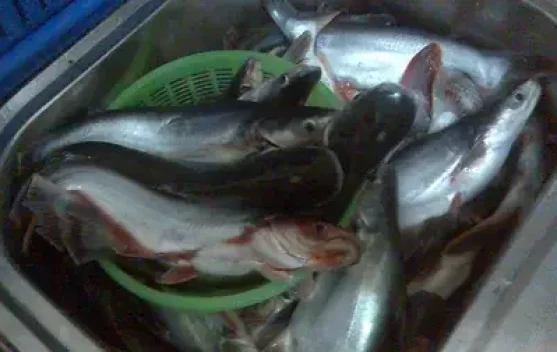Manfaat Ikan Patin untuk Kesehatan, Kaya Protein dan Omega-3