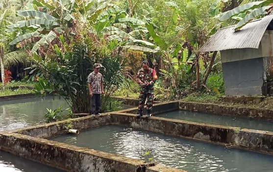 Sinergi Babinsa Talaud Sukseskan Ketahanan Pangan Perikanan