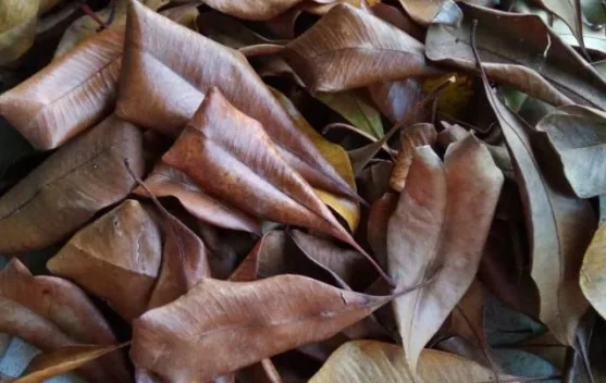 Daun Cengkih Berpotensi Menjadi Herbal Alami