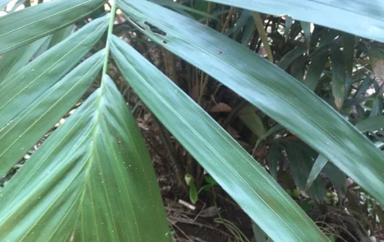 Daun Salak Memiliki Beragam Manfaatnya
