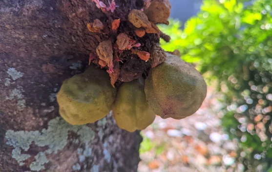 Buah Namnam Kaya Antioksidan, Berpotensi Turunkan Risiko Kanker