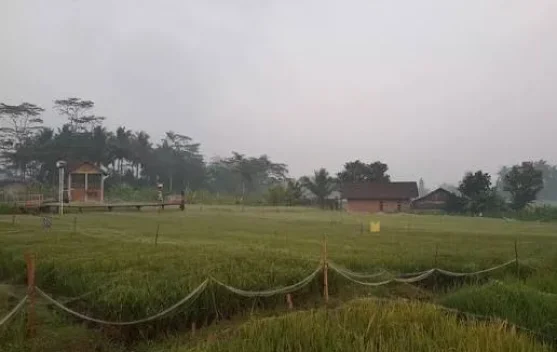 Manfaat Udara Pagi bagi Kesehatan, Bantu Tubuh Lebih Segar