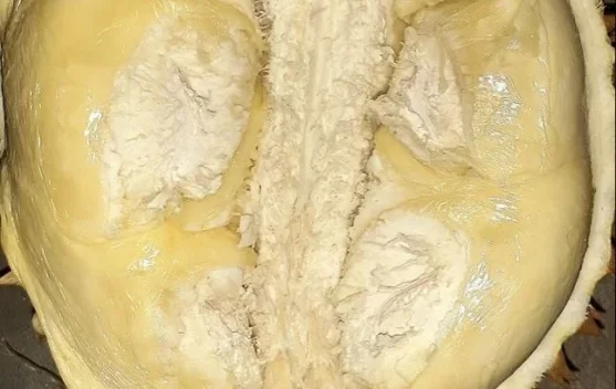 Manfaat Buah Durian, Buah Musiman Kaya Nutrisi