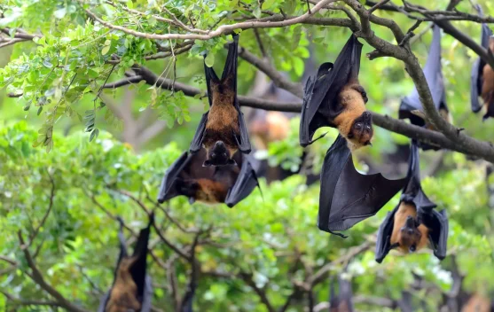 International Bat Night, Kenali Peran Penting Kelelawar