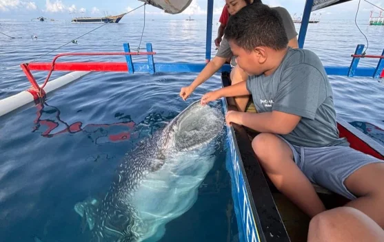 Hari Hiu Paus Internasional, Lindungi Raksasa Laut