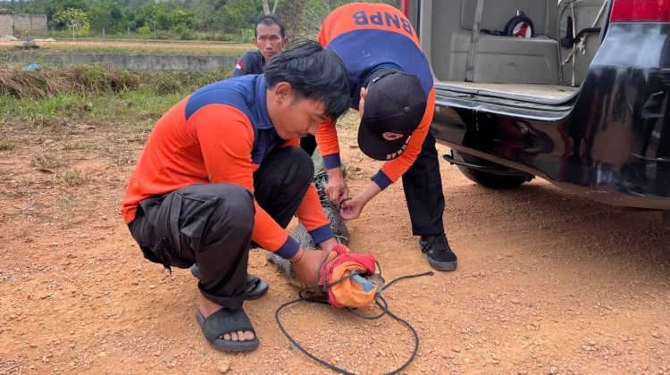 Buaya Dua Meter Diamankan BPBD Bintan