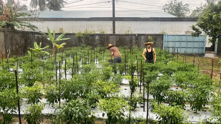 Kebun Cabai Dosen Tanjungpinang Hasilkan Jutaan Rupiah