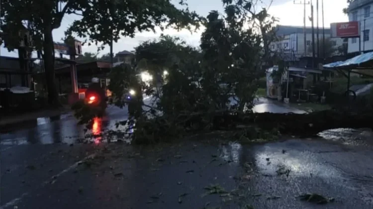 Angin Kencang Sebabkan Dua Buah Pohon Tumbang di Lokasi yang Berbeda