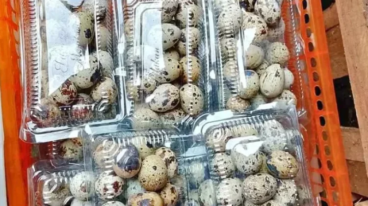 Telur Puyuh Bagi Penderita Alergi, Yes or No ?