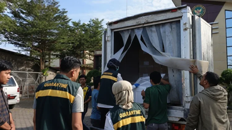 Tembus 134 Juta Rupiah, Ekspor Perdana Ikan Angoli dan Kerapu ke Australia