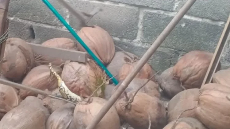 Damkar Lingga Evakuasi Ular Sanca Masuk Kandang Ayam