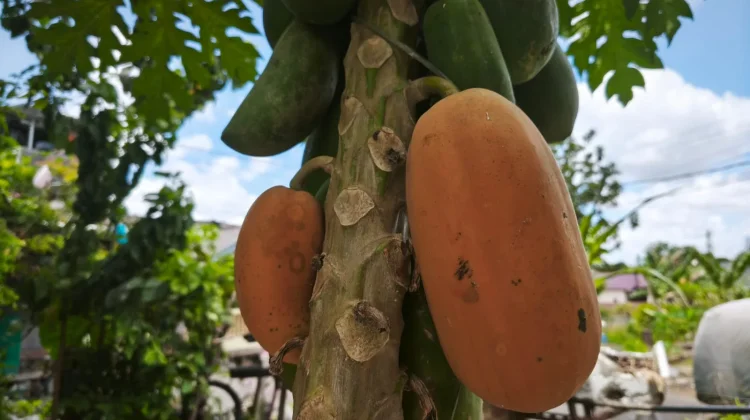 Manis dan Menyegarkan, Pepaya Madu Jadi Favorit Masyarakat