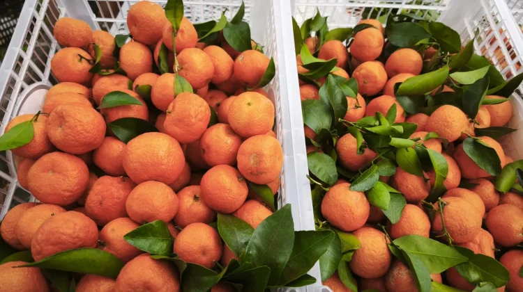Jeruk Mandarin Jadi Simbol Kebersamaan di Lebaran dan Imlek